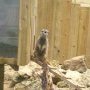 un suricate