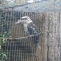 le kookaburra